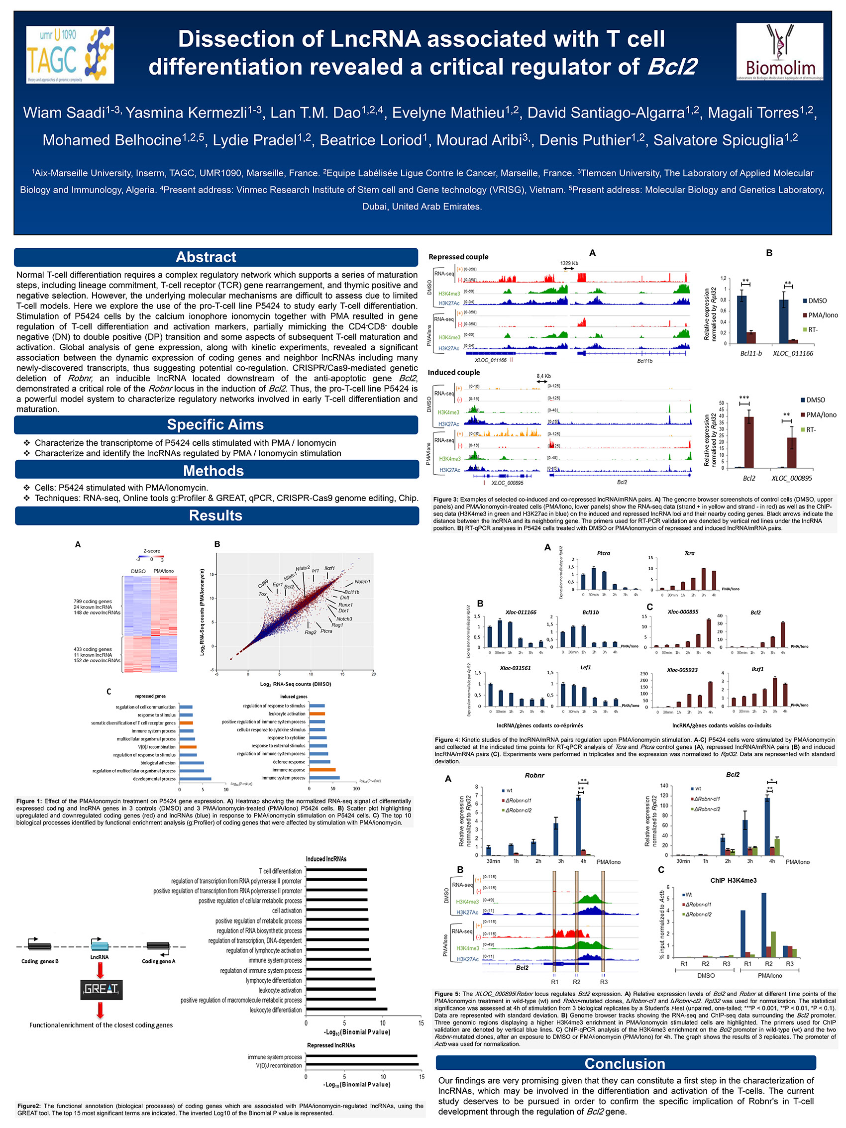 P39 : Dissection of LncRNA associated with T cell differentiation revealed a critical regulator of Bcl2