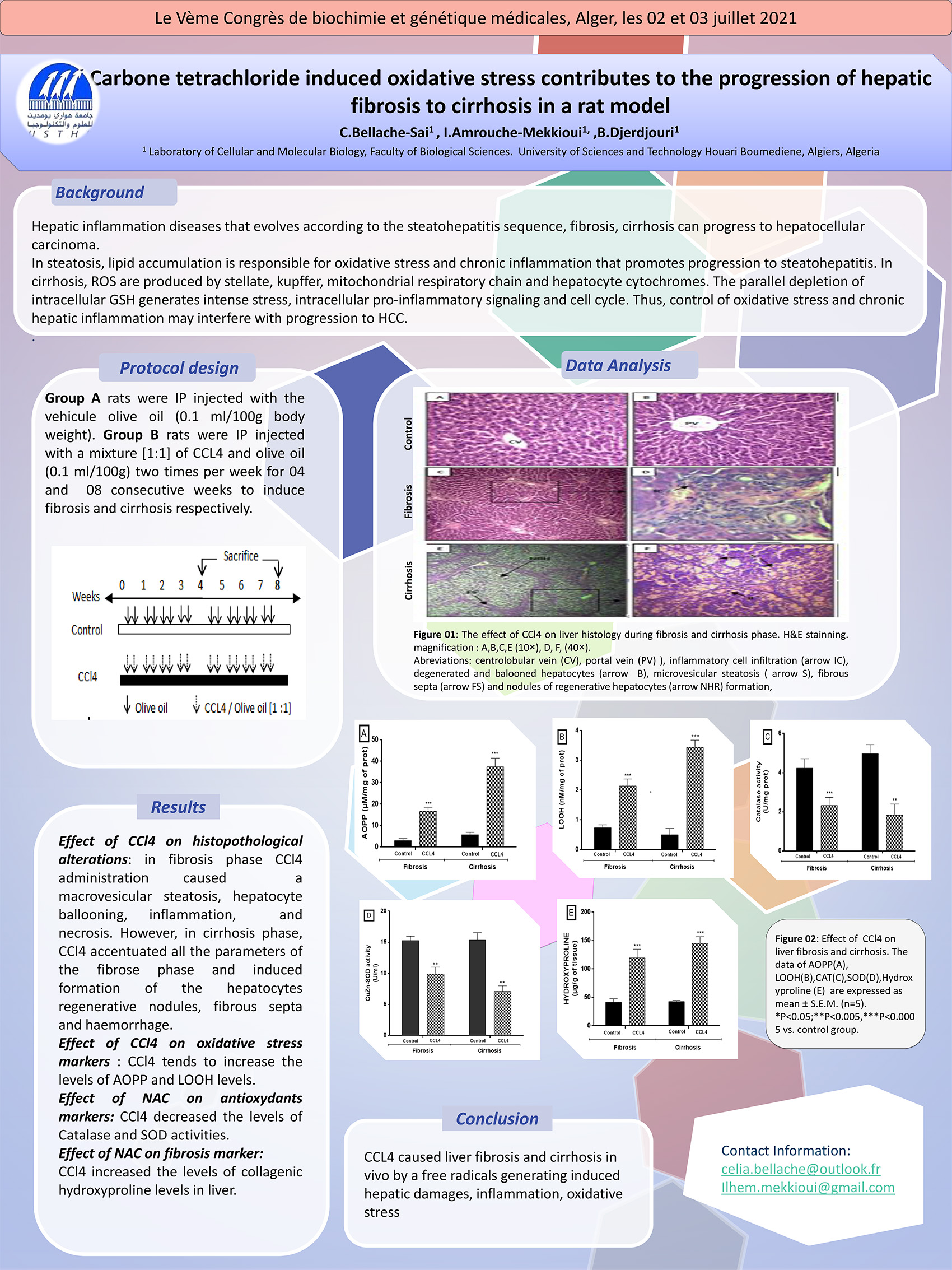 P66 : Carbone tetrachloride induced oxidative stress contributes to the progression of hepatic fibrosis to cirrhosis in a rat model